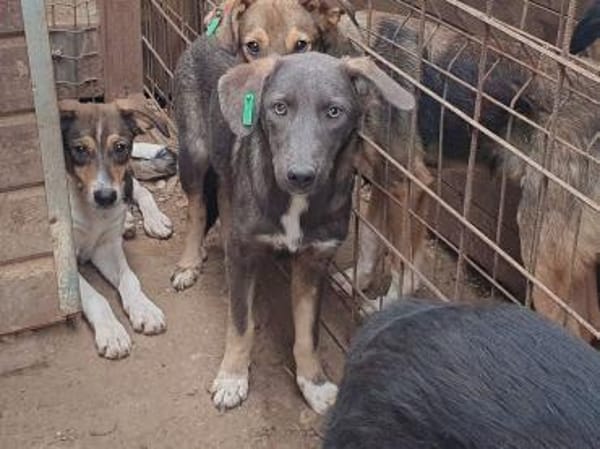 FLORA-wunderschöne Jung-Hündin, 44 cm