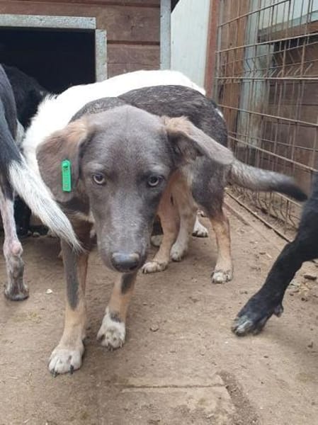 FLORA-wunderschöne Jung-Hündin, 44 cm