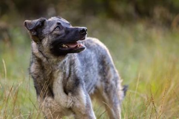 Stopp bitte seht mich endlich!Kenny 48cm