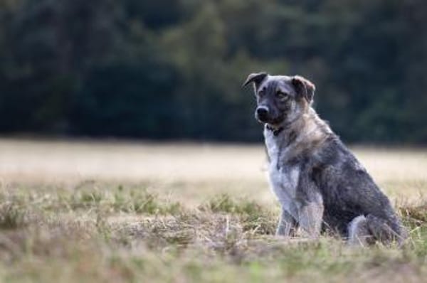 Stopp bitte seht mich endlich!Kenny 48cm