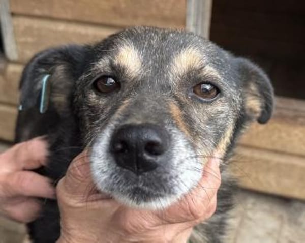 RENI-hübsche Hündin, 48 cm