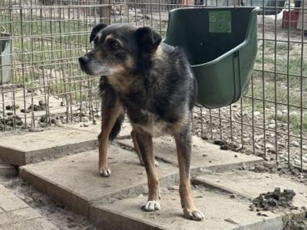 RENI-hübsche Hündin, 48 cm