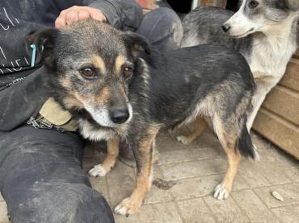 RENI-hübsche Hündin, 48 cm