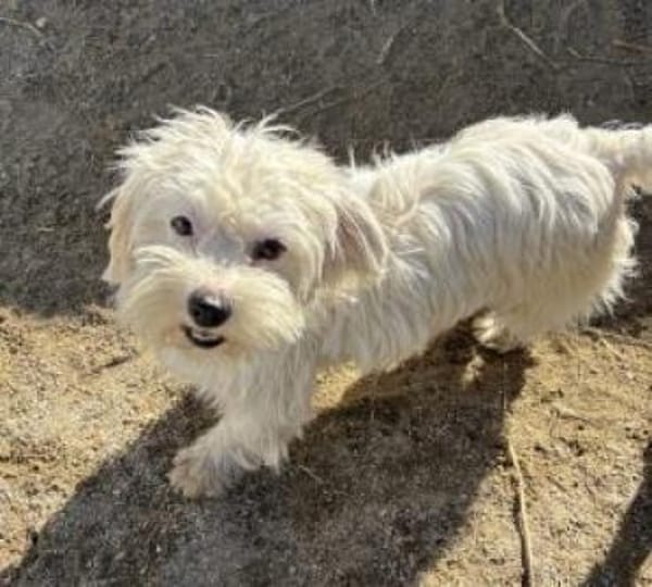 Pearl 25 cm (Pflegestelle)