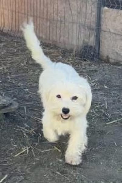 Pearl 25 cm (Pflegestelle)