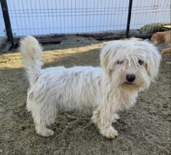 Pearl 25 cm (Pflegestelle)