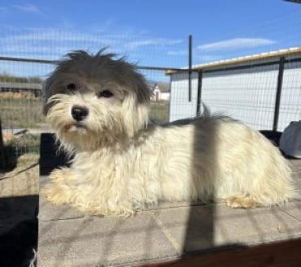 Pearl 25 cm (Pflegestelle)