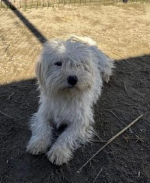 Pearl 25 cm (Pflegestelle)