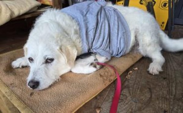 Alterswohnsitz für Claudius gesucht