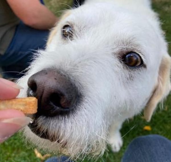Alterswohnsitz für Claudius gesucht