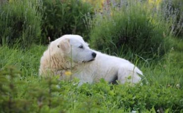 Alterswohnsitz für Claudius gesucht
