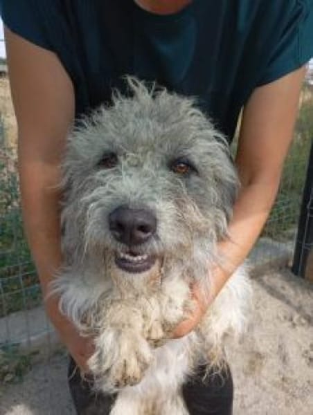 Boti 48 cm (Pflegestelle)