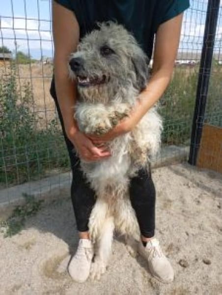 Boti 48 cm (Pflegestelle)