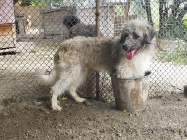 Boti 48 cm (Pflegestelle)