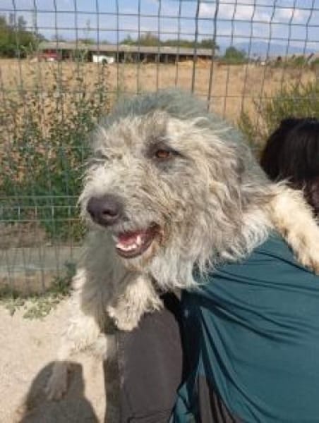 Boti 48 cm (Pflegestelle)