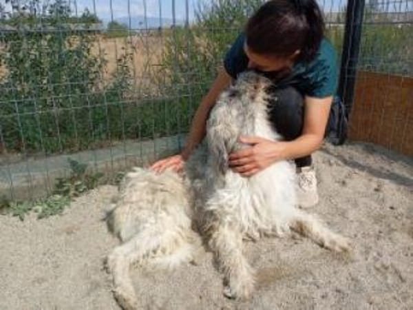 Boti 48 cm (Pflegestelle)