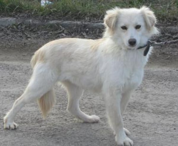 Fenella ist einfach nur bezaubernd!!