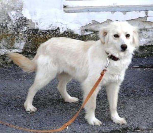 Fenella ist einfach nur bezaubernd!!