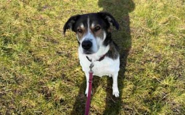 Hazel sucht eine neue Familie