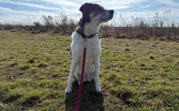 Hazel sucht eine neue Familie