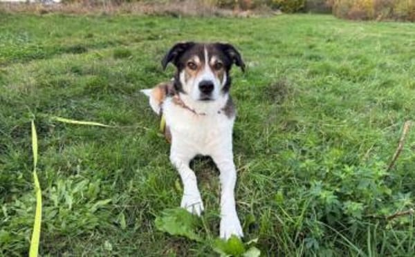 Hazel sucht eine neue Familie