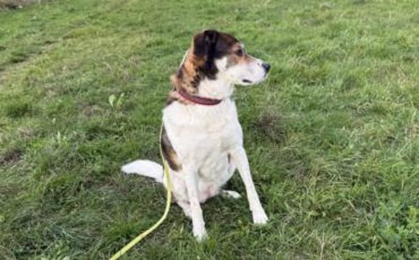 Hazel sucht eine neue Familie