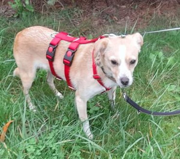 Abigel Mix Hündin 3,5 Jahre alt in 35641