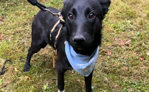 Zuckersüßes Hundekind Adele