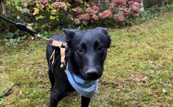 Zuckersüßes Hundekind Adele