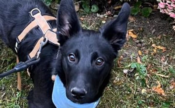 Zuckersüßes Hundekind Adele