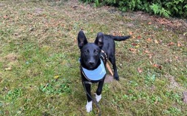 Zuckersüßes Hundekind Adele