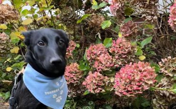 Zuckersüßes Hundekind Adele