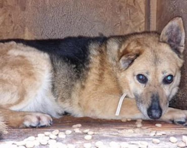 Für Leira- Nadel im Heuhaufen gesucht