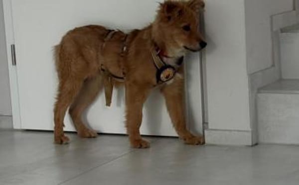 Neelo wartet schon auf dich