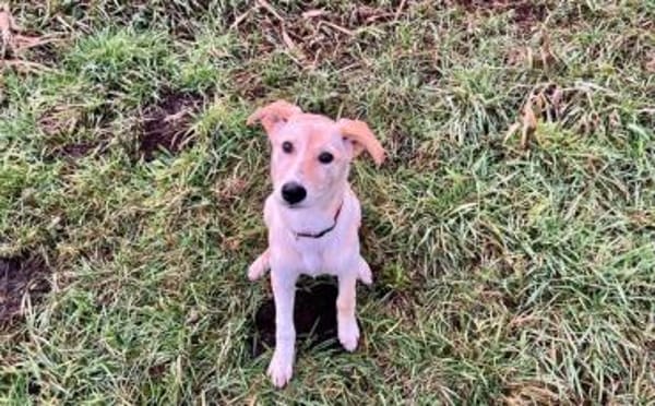 Nicki-neugierig, verspielt und zuckersüß