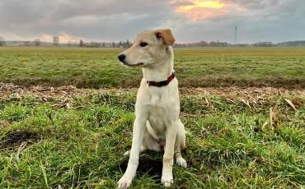 Nicki-neugierig, verspielt und zuckersüß