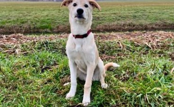 Nicki-neugierig, verspielt und zuckersüß