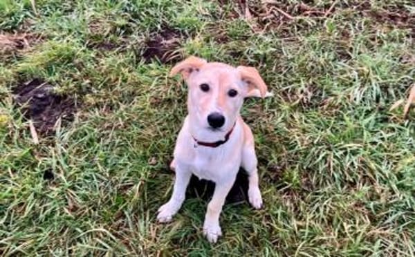 Nicki-neugierig, verspielt und zuckersüß