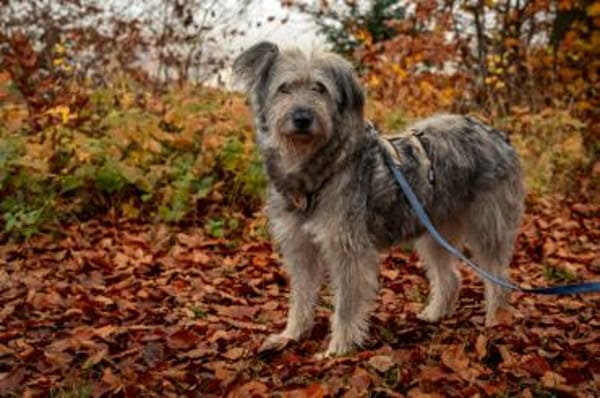 Wuschelhündin Marianne