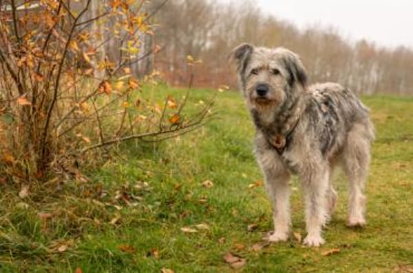 Wuschelhündin Marianne