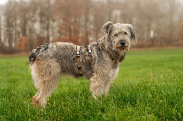 Wuschelhündin Marianne