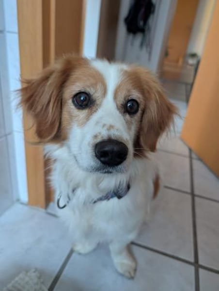 Fox - menschenbezogen und lieb