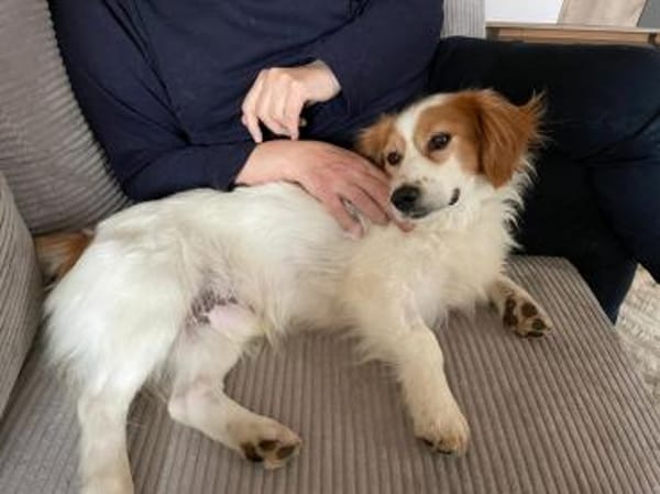 Fox - menschenbezogen und lieb