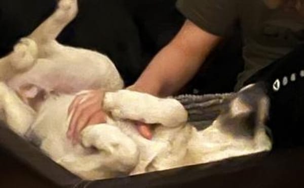 Schäferhund Mix Lee sucht seine Familie