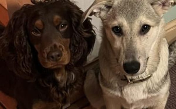 Schäferhund Mix Lee sucht seine Familie