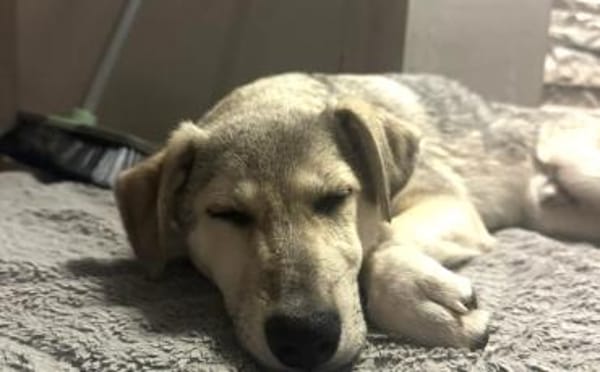 Schäferhund Mix Lee sucht seine Familie