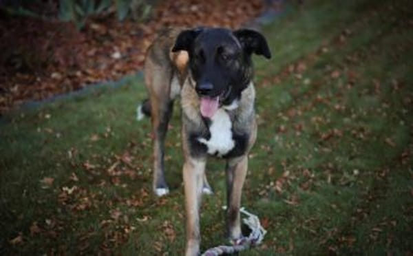 Erfahrenes Zuhause für sensiblen Hape