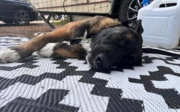 Erfahrenes Zuhause für sensiblen Hape