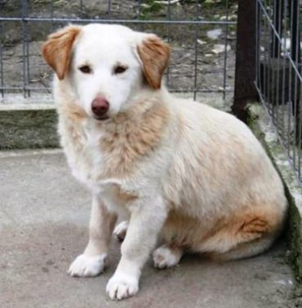 Fabricia ist eine Seele von Hund!