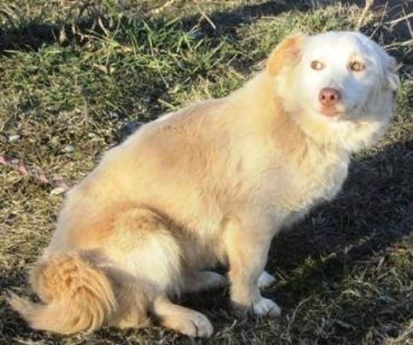 Fabricia ist eine Seele von Hund!